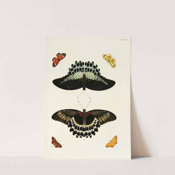 Foreign butterflies occurring in the three continents Asia, Africa and America Pl.300 (1779-1782) by Pieter Cramer