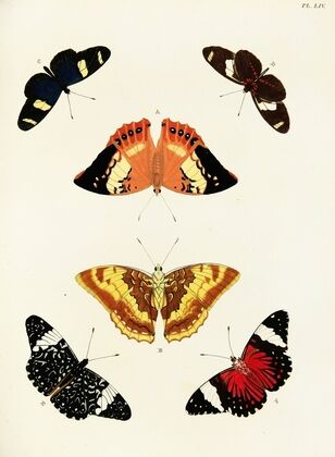 Foreign butterflies occurring in the three continents Asia, Africa and America Pl.301