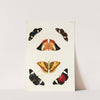 Foreign butterflies occurring in the three continents Asia, Africa and America Pl.301 (1779-1782) by Pieter Cramer