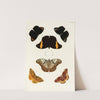 Foreign butterflies occurring in the three continents Asia, Africa and America Pl.304 (1779-1782) by Pieter Cramer