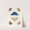 Foreign butterflies occurring in the three continents Asia, Africa and America Pl.308 (1779-1782) by Pieter Cramer