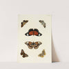 Foreign butterflies occurring in the three continents Asia, Africa and America Pl.309 (1779-1782) by Pieter Cramer