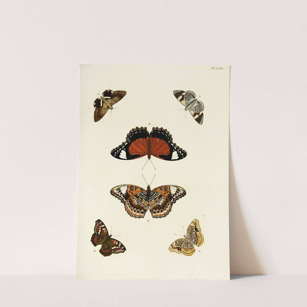 Foreign butterflies occurring in the three continents Asia, Africa and America Pl.309 (1779-1782) by Pieter Cramer
