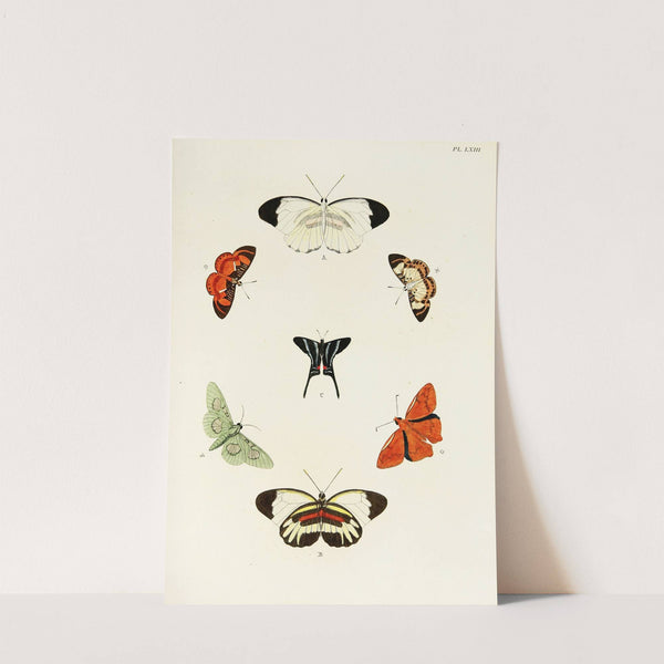 Foreign butterflies occurring in the three continents Asia, Africa and America Pl.310 (1779-1782) by Pieter Cramer