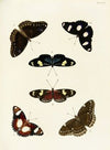 Foreign butterflies occurring in the three continents Asia, Africa and America Pl.312