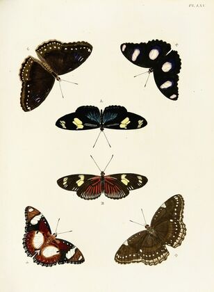 Foreign butterflies occurring in the three continents Asia, Africa and America Pl.312
