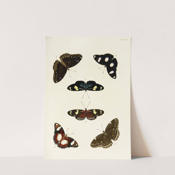 Foreign butterflies occurring in the three continents Asia, Africa and America Pl.312 (1779-1782) by Pieter Cramer