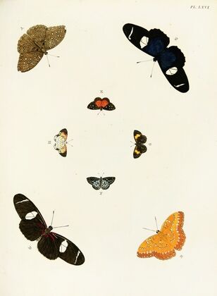 Foreign butterflies occurring in the three continents Asia, Africa and America Pl.313