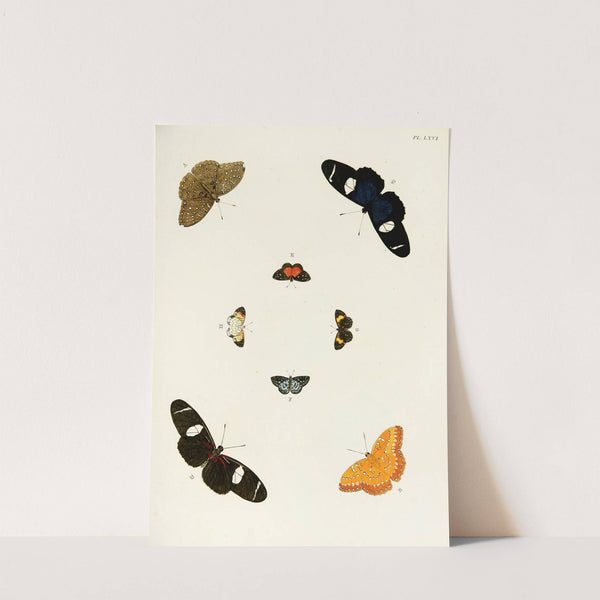 Foreign butterflies occurring in the three continents Asia, Africa and America Pl.313 (1779-1782) by Pieter Cramer