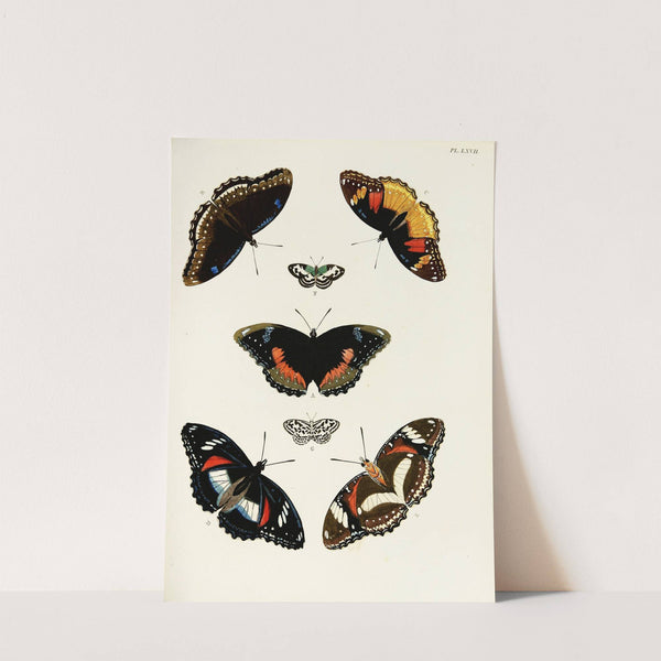 Foreign butterflies occurring in the three continents Asia, Africa and America Pl.314 (1779-1782) by Pieter Cramer