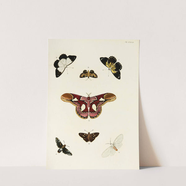 Foreign butterflies occurring in the three continents Asia, Africa and America Pl.315 (1779-1782) by Pieter Cramer