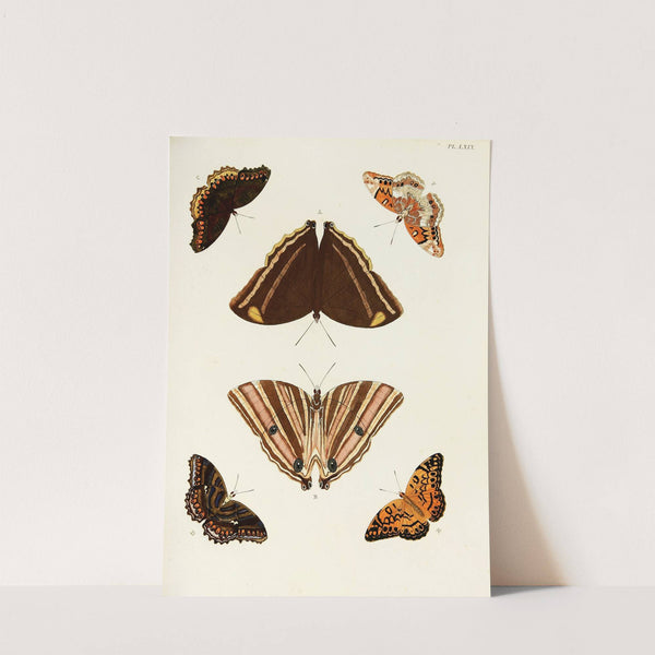 Foreign butterflies occurring in the three continents Asia, Africa and America Pl.316 (1779-1782) by Pieter Cramer