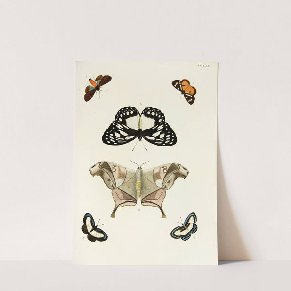 Foreign butterflies occurring in the three continents Asia, Africa and America Pl.317 (1779-1782) by Pieter Cramer