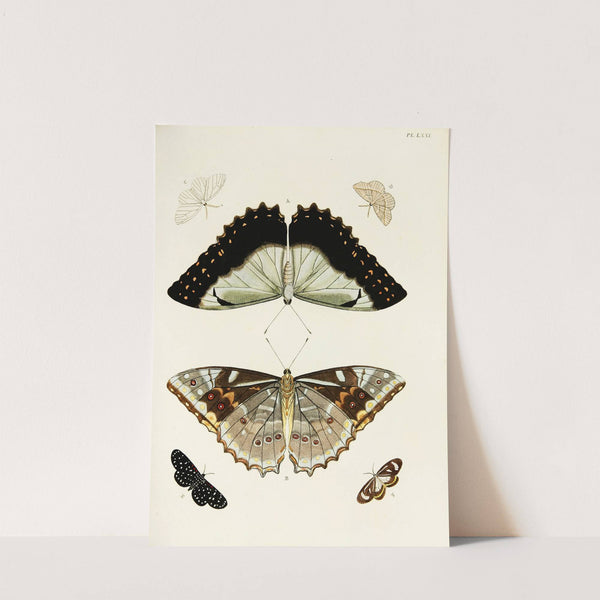 Foreign butterflies occurring in the three continents Asia, Africa and America Pl.318 (1779-1782) by Pieter Cramer