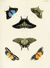 Foreign butterflies occurring in the three continents Asia, Africa and America Pl.320