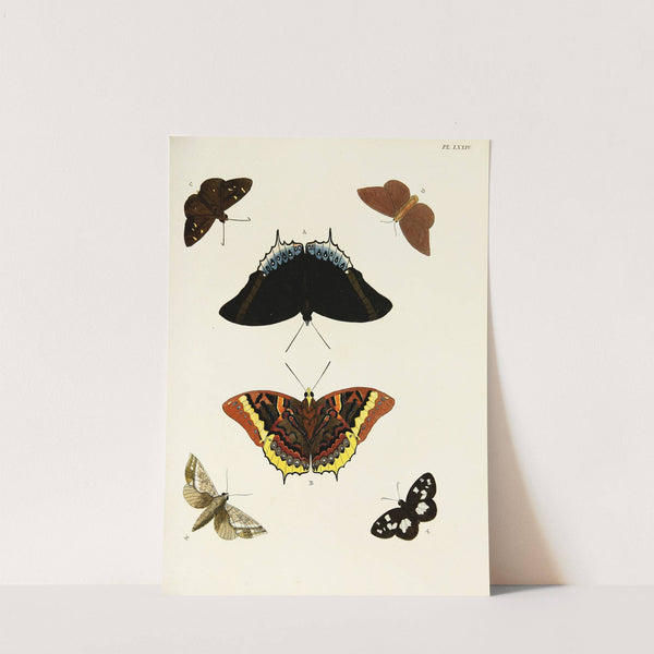 Foreign butterflies occurring in the three continents Asia, Africa and America Pl.321 (1779-1782) by Pieter Cramer