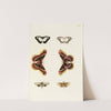 Foreign butterflies occurring in the three continents Asia, Africa and America Pl.322 (1779-1782) by Pieter Cramer