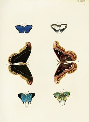 Foreign butterflies occurring in the three continents Asia, Africa and America Pl.323