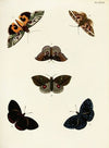 Foreign butterflies occurring in the three continents Asia, Africa and America Pl.324