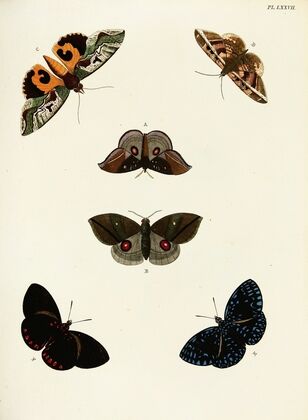 Foreign butterflies occurring in the three continents Asia, Africa and America Pl.324