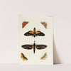 Foreign butterflies occurring in the three continents Asia, Africa and America Pl.325 (1779-1782) by Pieter Cramer