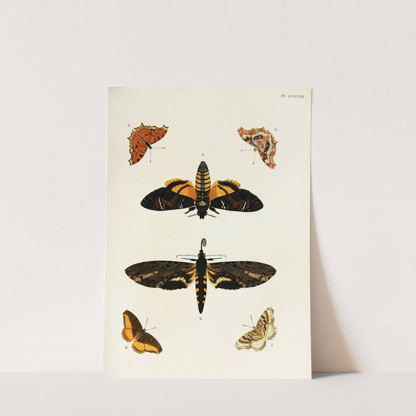 Foreign butterflies occurring in the three continents Asia, Africa and America Pl.325 (1779-1782) by Pieter Cramer