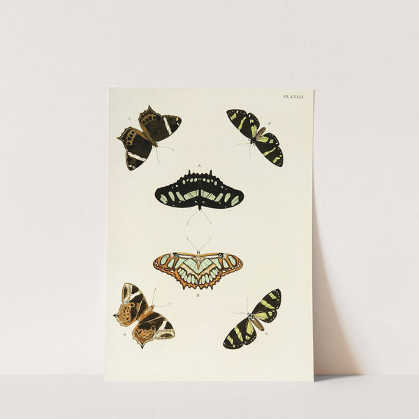 Foreign butterflies occurring in the three continents Asia, Africa and America Pl.326 (1779-1782) by Pieter Cramer