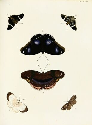 Foreign butterflies occurring in the three continents Asia, Africa and America Pl.327