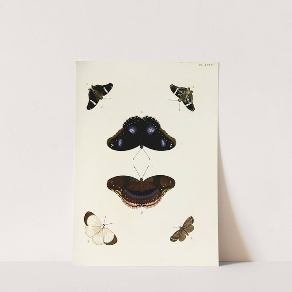 Foreign butterflies occurring in the three continents Asia, Africa and America Pl.327 (1779-1782) by Pieter Cramer