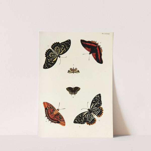 Foreign butterflies occurring in the three continents Asia, Africa and America Pl.329 (1779-1782) by Pieter Cramer
