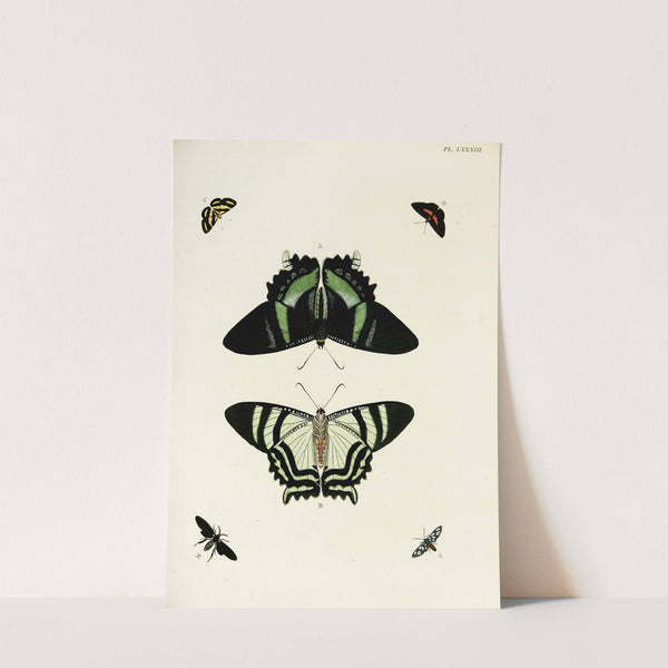 Foreign butterflies occurring in the three continents Asia, Africa and America Pl.330 (1779-1782) by Pieter Cramer