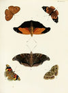 Foreign butterflies occurring in the three continents Asia, Africa and America Pl.331