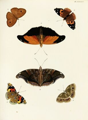 Foreign butterflies occurring in the three continents Asia, Africa and America Pl.331