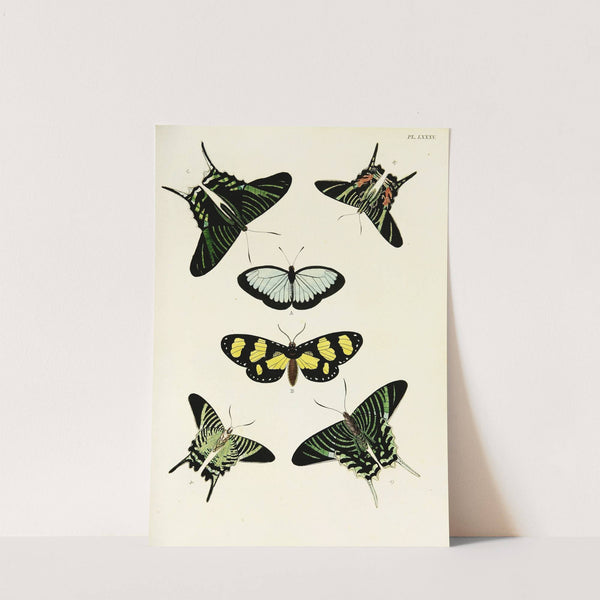 Foreign butterflies occurring in the three continents Asia, Africa and America Pl.332 (1779-1782) by Pieter Cramer