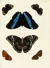 Foreign butterflies occurring in the three continents Asia, Africa and America Pl.333