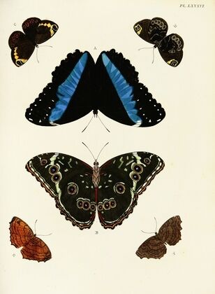 Foreign butterflies occurring in the three continents Asia, Africa and America Pl.333