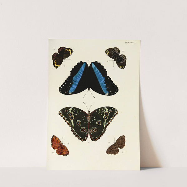 Foreign butterflies occurring in the three continents Asia, Africa and America Pl.333 (1779-1782) by Pieter Cramer