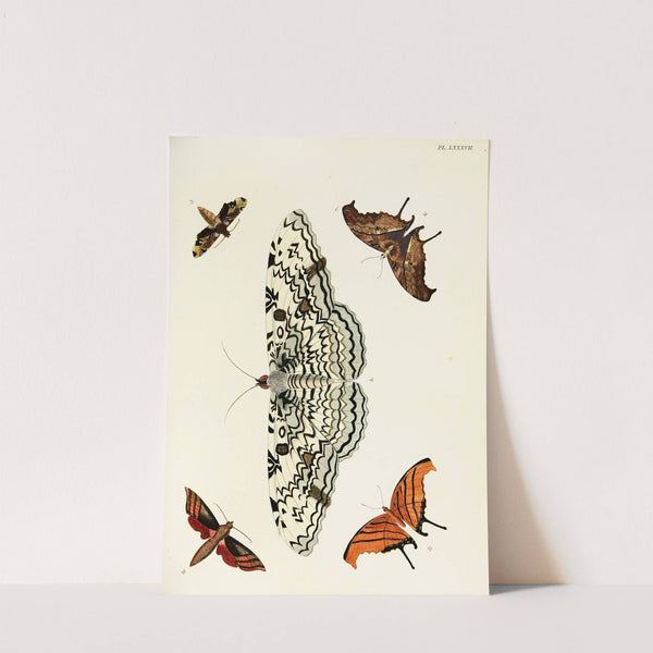 Foreign butterflies occurring in the three continents Asia, Africa and America Pl.334 (1779-1782) by Pieter Cramer