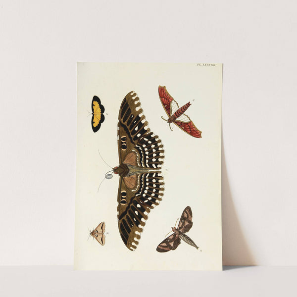 Foreign butterflies occurring in the three continents Asia, Africa and America Pl.335 (1779-1782) by Pieter Cramer