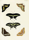 Foreign butterflies occurring in the three continents Asia, Africa and America Pl.336