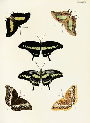 Foreign butterflies occurring in the three continents Asia, Africa and America Pl.336
