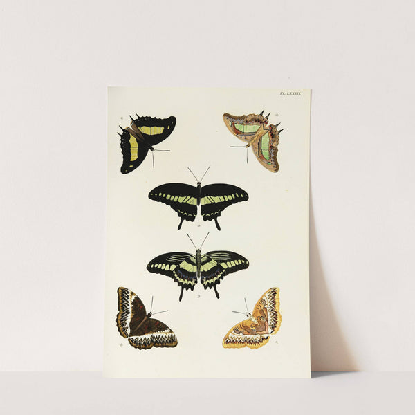 Foreign butterflies occurring in the three continents Asia, Africa and America Pl.336 (1779-1782) by Pieter Cramer