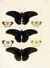 Foreign butterflies occurring in the three continents Asia, Africa and America Pl.338