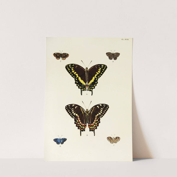 Foreign butterflies occurring in the three continents Asia, Africa and America Pl.340 (1779-1782) by Pieter Cramer