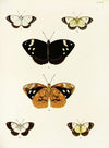 Foreign butterflies occurring in the three continents Asia, Africa and America Pl.342