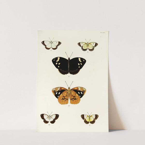 Foreign butterflies occurring in the three continents Asia, Africa and America Pl.342 (1779-1782) by Pieter Cramer