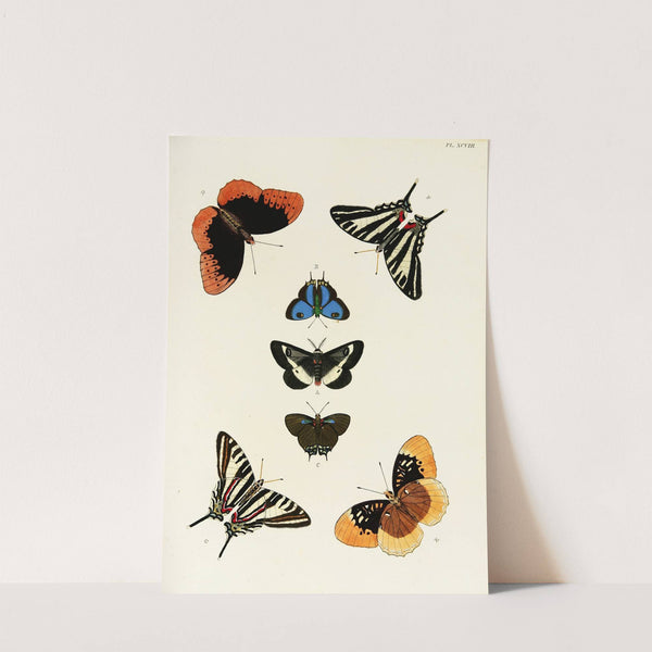 Foreign butterflies occurring in the three continents Asia, Africa and America Pl.345 (1779-1782) by Pieter Cramer