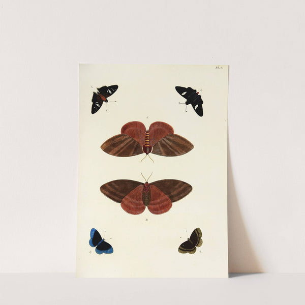 Foreign butterflies occurring in the three continents Asia, Africa and America Pl.347 (1779-1782) by Pieter Cramer