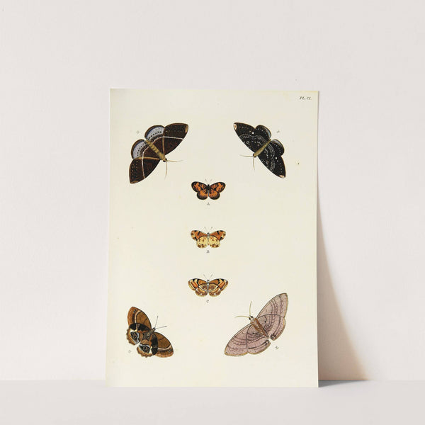 Foreign butterflies occurring in the three continents Asia, Africa and America Pl.348 (1779-1782) by Pieter Cramer