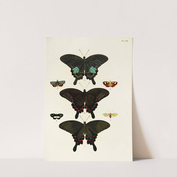 Foreign butterflies occurring in the three continents Asia, Africa and America Pl.350 (1779-1782) by Pieter Cramer